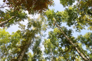 huş ağacı orman manzaralı gökyüzüne Sonbahar Doğa