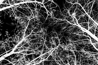 ağaç dalları siluet siyah arka plan üzerine beyaz