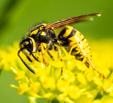 bir sarı bahar çiçek arıya