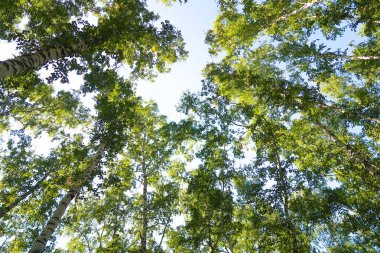 orman manzaralı aşağıdan gökyüzüne huş ağacı