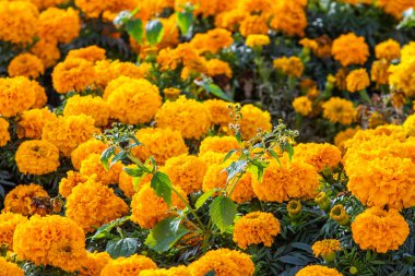 birçok marigolds küçük çiçekler