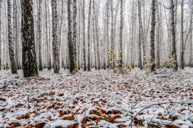 sonbahar manzara bir huş ormandaki ilk kar