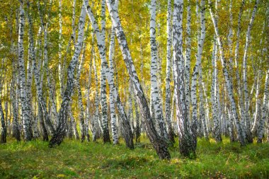 Sarı huş ağacı orman, geç sonbahar doğa manzara