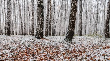 sonbahar manzara bir huş ormandaki ilk kar