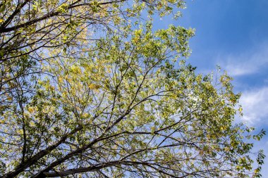 gökyüzü sonbahara ağaç görünümünün sarı yapraklar