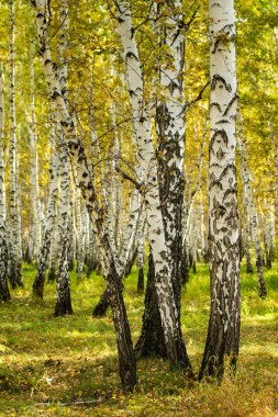 Sarı huş ağacı orman, geç sonbahar doğa manzara