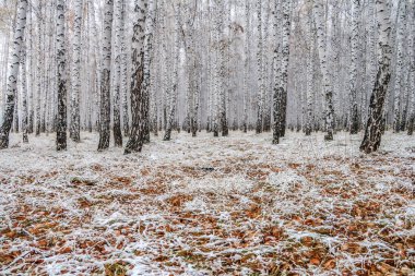 sonbahar manzara bir huş ormandaki ilk kar