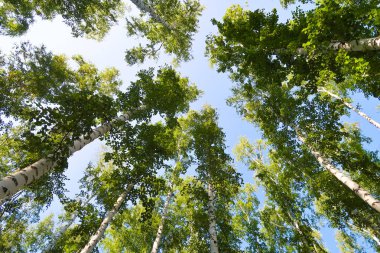 orman manzaralı aşağıdan gökyüzüne huş ağacı