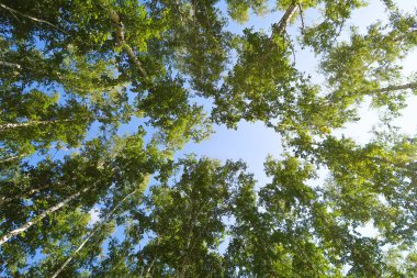 orman manzaralı aşağıdan gökyüzüne huş ağacı