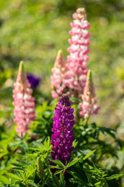 Lupinus çiçek yeşil yeşillik doğa ile parlak