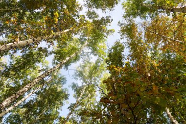 huş ağacı orman manzaralı gökyüzüne Sonbahar Doğa