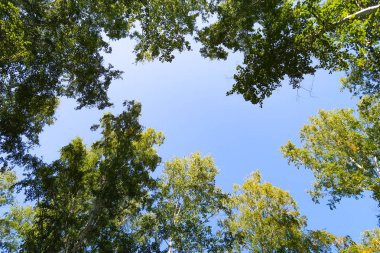 orman manzaralı aşağıdan gökyüzüne huş ağacı