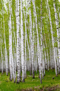 yeşil bahar huş ağacı orman, peyzaj