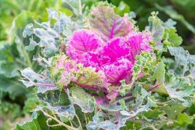 closeup süs lahana bitki