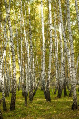 Sarı huş ağacı orman, geç sonbahar doğa manzara