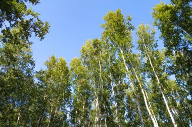 orman manzaralı aşağıdan gökyüzüne huş ağacı