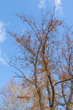 Sonbahar ağaç dalları göğe görüntüle