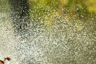 defocused, bulanık su, bokeh doğa damla