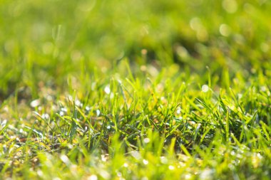 yeşil çim bokeh arka plan bulanık