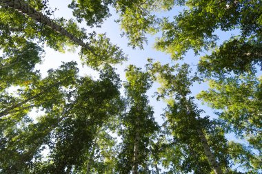 orman manzaralı aşağıdan gökyüzüne huş ağacı