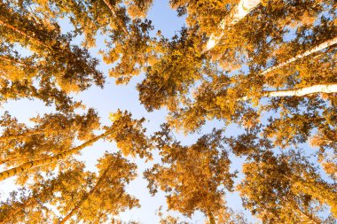gökyüzü sonbahar arka planı sarı huş ağacı yaprakları