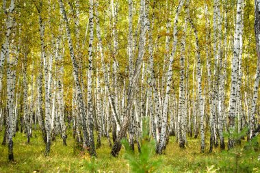 Sarı huş ağacı orman, geç sonbahar doğa manzara