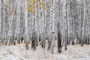 İlk kar huş ağacı orman manzara kış