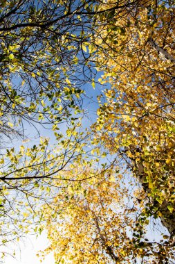 gökyüzü sonbahara ağaç görünümünün sarı yapraklar