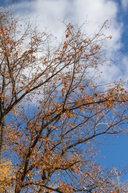 Sonbahar ağaç dalları göğe görüntüle