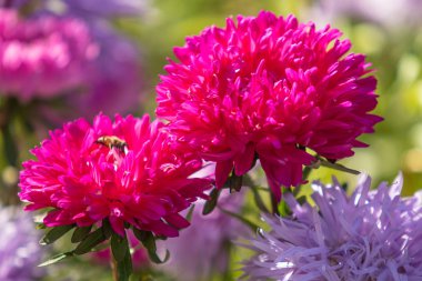parlak sonbahar çiçek doğa manzara