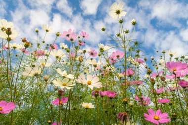 Cosmos çiçekler, görüntülemek aşağıdan gökyüzüne doğru