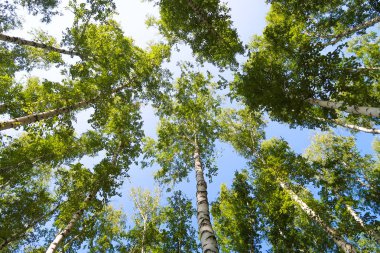 orman manzaralı aşağıdan gökyüzüne huş ağacı