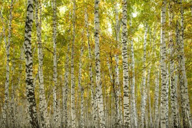 Sarı huş ağacı orman, geç sonbahar doğa manzara