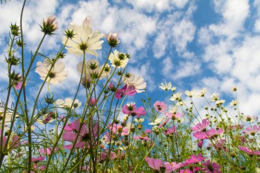 Cosmos çiçekler, görüntülemek aşağıdan gökyüzüne doğru