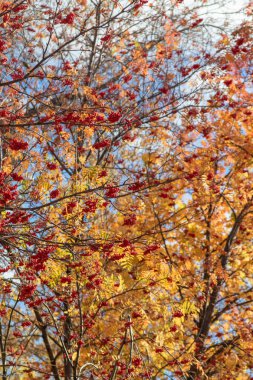 Doğa Sonbahar Ağaç ashberry parlak renkler