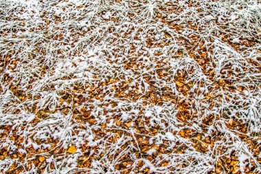 kar uzun boylu yeşil çim