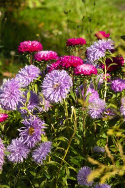 parlak sonbahar çiçek doğa manzara