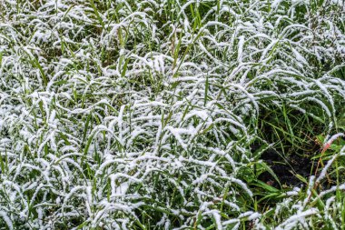 kar uzun boylu yeşil çim