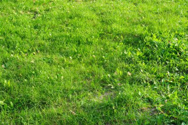 yeşil çim yakın çekim arka plan