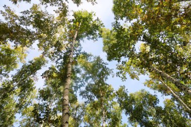 huş ağacı orman manzaralı gökyüzüne Sonbahar Doğa