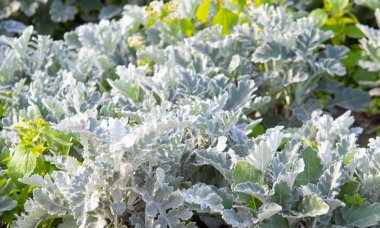 süs havuç bitkisinin seçici odak