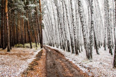 İlk kar huş ağacı orman manzara kış