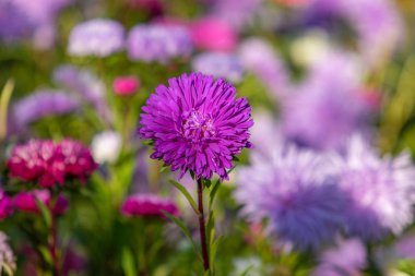 parlak sonbahar çiçek doğa manzara