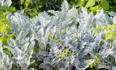 süs havuç bitkisinin görünümü kapatın