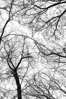 Beyaz arkaplanda ağaç dalları silueti