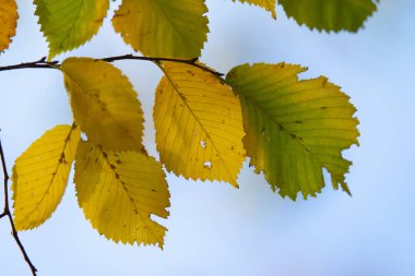 yakın çekim manzara sonbahar sarı ve yeşil yaprak