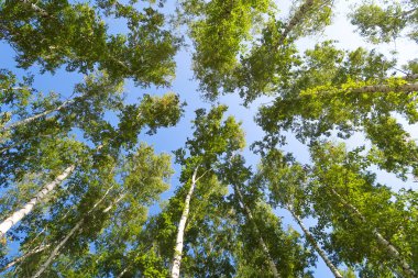 orman manzaralı aşağıdan gökyüzüne huş ağacı