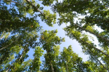 orman manzaralı aşağıdan gökyüzüne huş ağacı