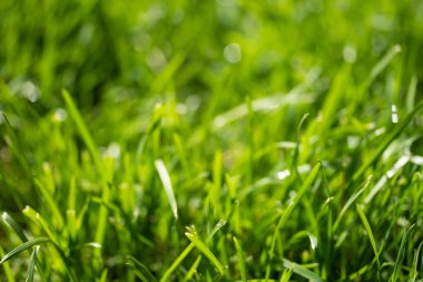 bulanık bokeh arka planı yeşil çimen