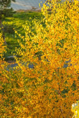 Sarı ağaçlarda yaprak